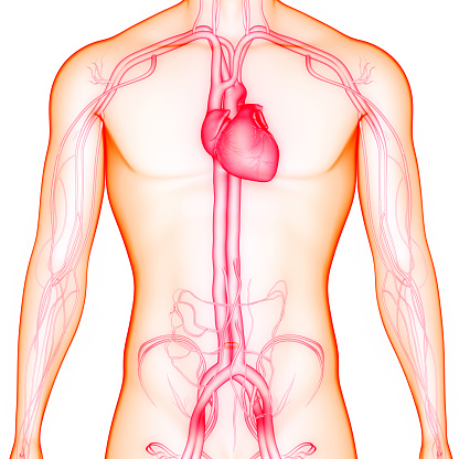 Human Large Intestine,Appendix in human body
