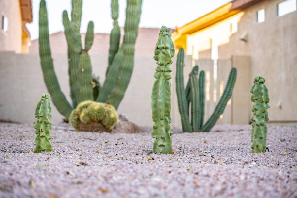 Row of cactus plants growing in a lawn Row of cactus plants growing in a lawn in Arizona. chandler arizona stock pictures, royalty-free photos & images