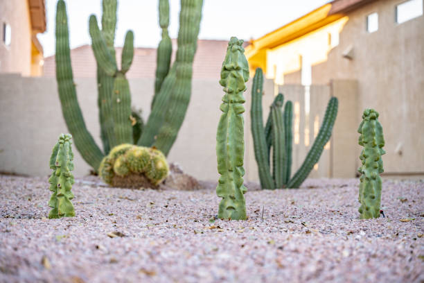 Row of cactus plants growing in a lawn Row of cactus plants growing in a lawn in Arizona. phoenix stone stock pictures, royalty-free photos & images