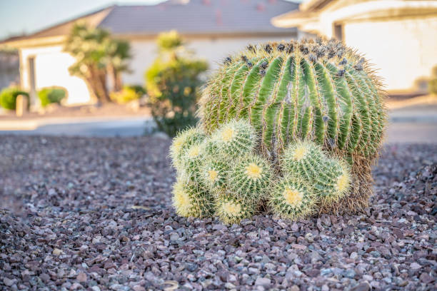 屋外の小さなスパイクサボテンの植物。多肉植物。 - western expansion ストックフォトと画像