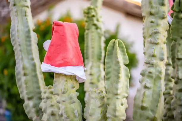 Photo of Cute Santa hat hanging on a cactus plant
