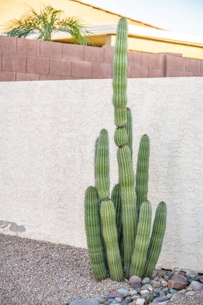 istock Cactus plant on a sidewalk in Arizona 1409798131