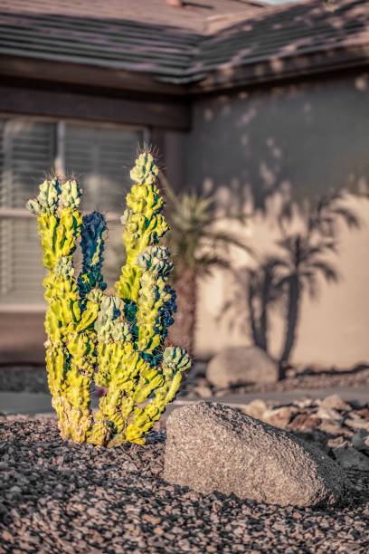 アリゾナ州の芝生の屋外にある黄色いサボテンの植物。 - western expansion ストックフォトと画像