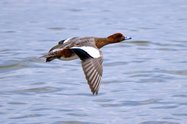 Wigeon flying along the beach