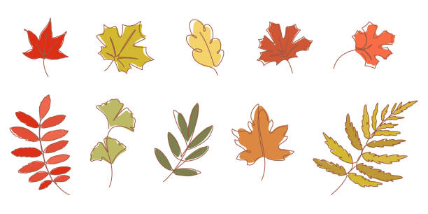 illustrations, cliparts, dessins animés et icônes de dessin au trait continu des feuilles d’automne illustration vectorielle - oak leaf leaf maple leaf autumn