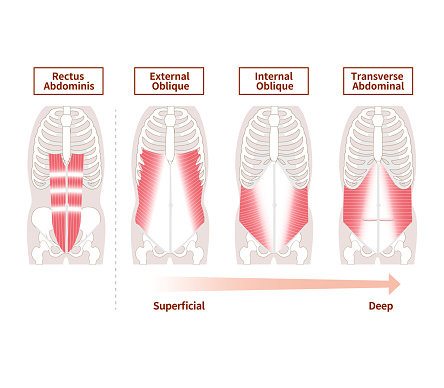 Illustration of positional structure and overlap of abdominal muscle groups Illustration Frontal and cross-sectional views