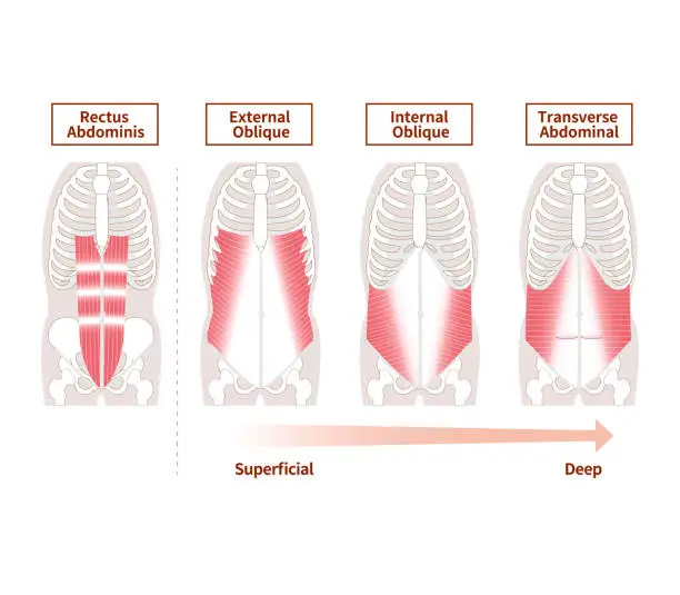 Vector illustration of Illustration of positional structure and overlap of abdominal muscle groups Illustration Frontal and cross-sectional views