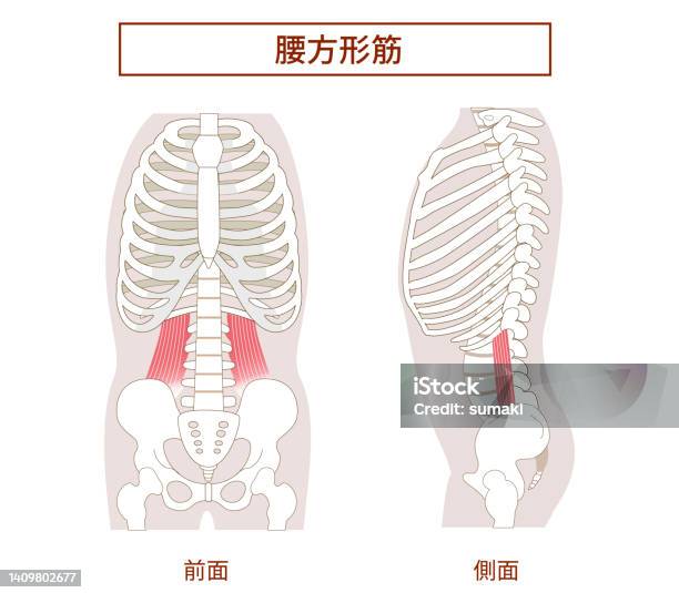 측면 및 정면보기에서 직교 요추 근육의 그림 근육에 대한 스톡 벡터 아트 및 기타 이미지 - 근육, 마사지, 벡터 - iStock