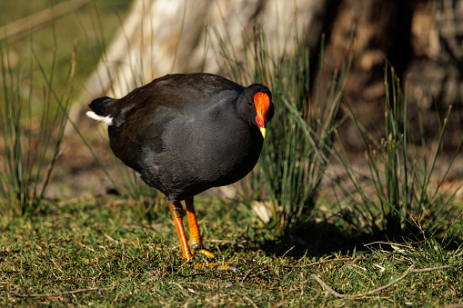 A Dusky Moorhen, Gallinula tenebrosa,, looking for food amongst the grass in the morning sun.
