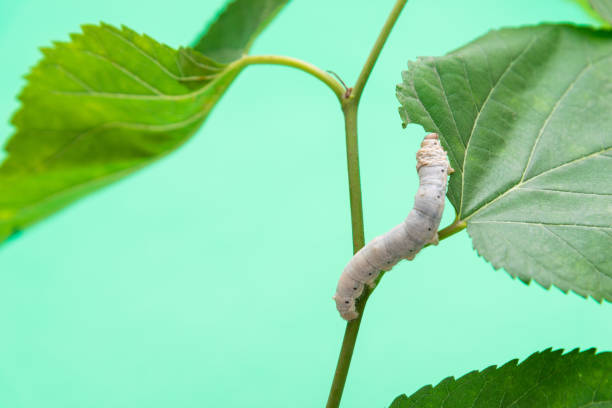 un gusano de seda comiendo hojas de morera - silkworm fotografías e imágenes de stock