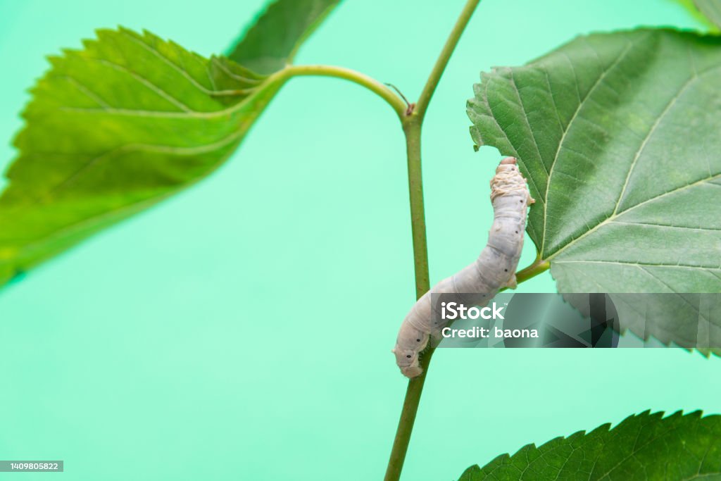 One silkworm eating mulberry leaves One silkworm eating mulberry leaves. Silkworm Stock Photo