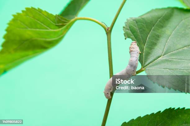 One Silkworm Eating Mulberry Leaves Stok Fotoğraflar & İpek Böceği‘nin Daha Fazla Resimleri - İpek Böceği, Solucan - Omurgasızlar, İpek