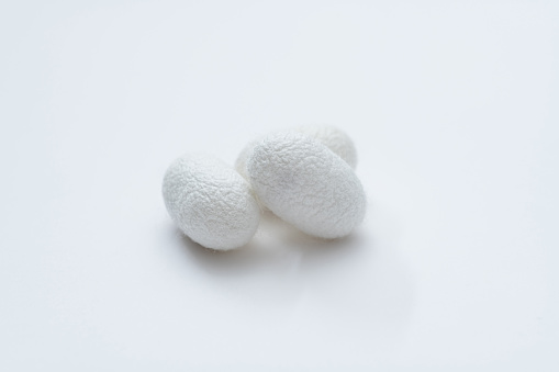 Close up of silkworm coocoons on white background.