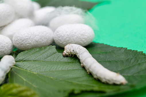 Silkworm and silkworm coocoons on mulberry leaves.