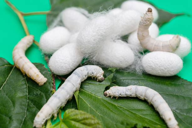 istock Silkworm and silkworm coocoons on mulberry leaves 1409806590