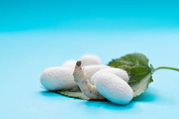 istock Silkworm and silkworm coocoons on mulberry leaves 1409806595