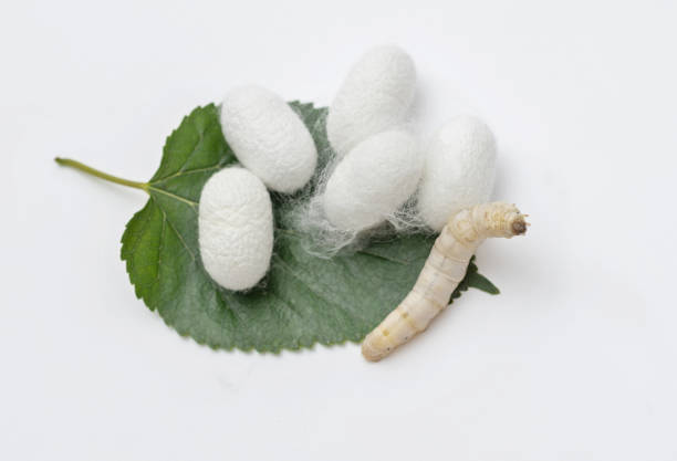 coocoones de gusano de seda y gusano de seda en hojas de morera - silkworm fotografías e imágenes de stock