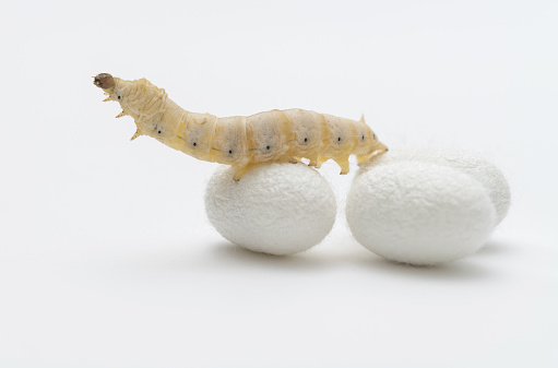 Silkworm and silkworm coocoons on white background.