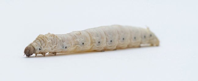 One silkworm on white background.