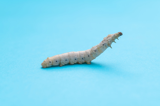 One silkworm on blue background.