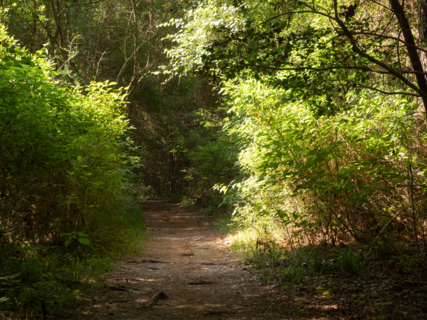 Deciduous trees with green leaves along a wooded trail with dappled sunlight in George Mitchell Preserve in Spring, Texas.
