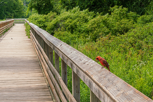 Cardinal Sitting on a Wooden Boardwalk in a Marsh Woodlands - Hendrie Valley, Burlington, Ontario