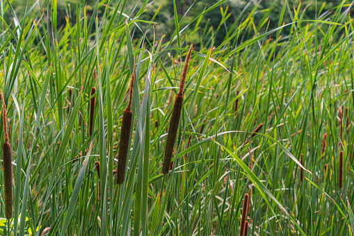 Dead dry  Grass texture  near a lake