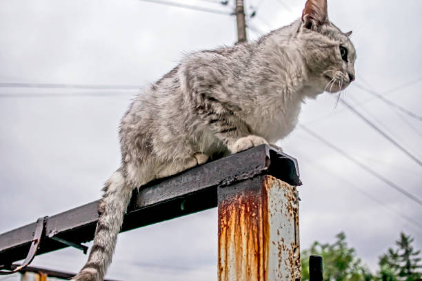 istock cat is sitting on a wooden crossbar 1409807457