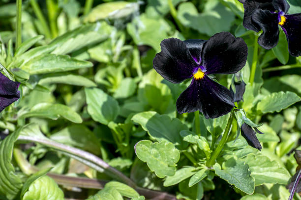 istock bright fresh multicolored pansies on flower beds 1409807462