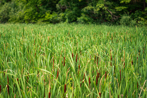 Cattails growing in the Marshlands of Hendrie Valley