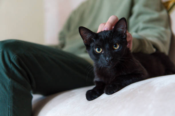 istock Cat lying on a sofa being tenderly caressed by its owner 1409807776