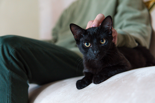 Beautiful black cat with green eyes watching attentively sitting on the sofa