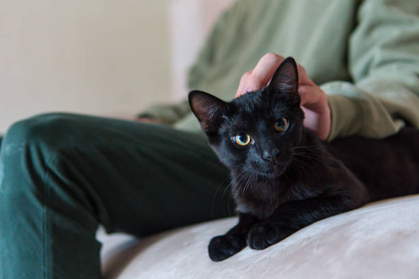 istock Black cat resting on the sofa looking forward while being caressed by its owner. Cute black kitten staring straight ahead 1409808344