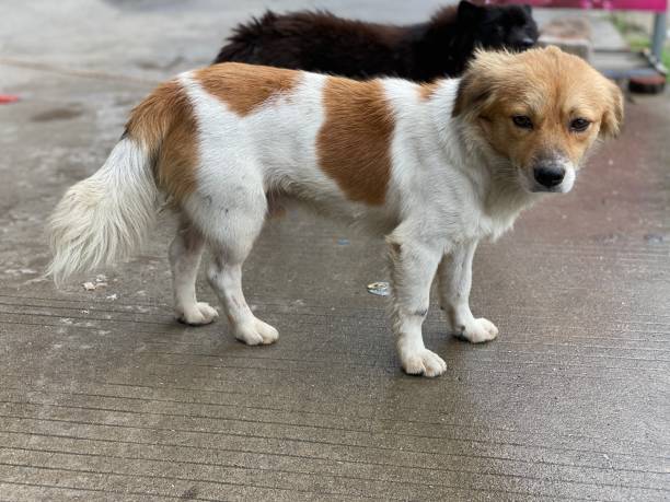 istock puppy waiting for owner 1409809492
