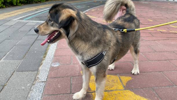 istock A pet dog on a leash 1409809506