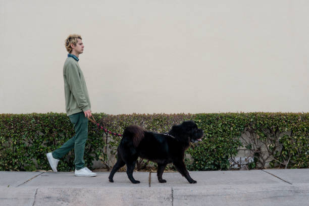 istock A boy walks his dog which walks in front of him 1409810194