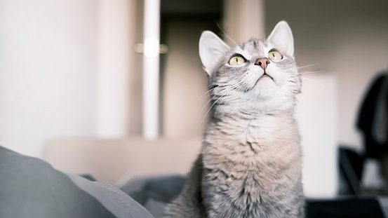 A cute domestic tabby kitten with a white chest looks sadly at the camera. Portrait of a beautiful striped young cat waiting for its owner. Fidelity and friendship concept.