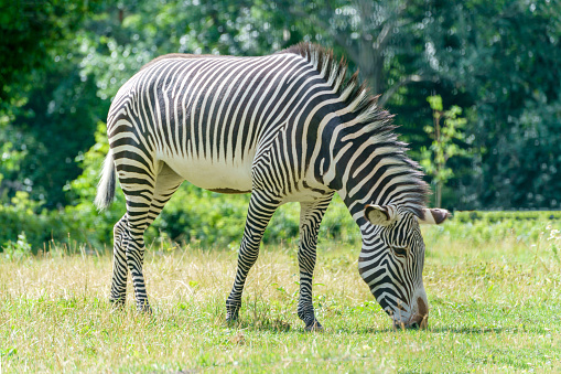 Zebra grazes in the meadow. Wild animal in nature.