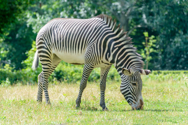 Zebra grazes in the meadow. stock photo