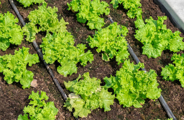 istock Organic food salad vegetable 1409813449