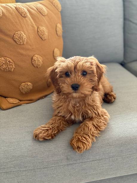 istock Cavoodle puppy cute lying on couch looking at camera 1409813688
