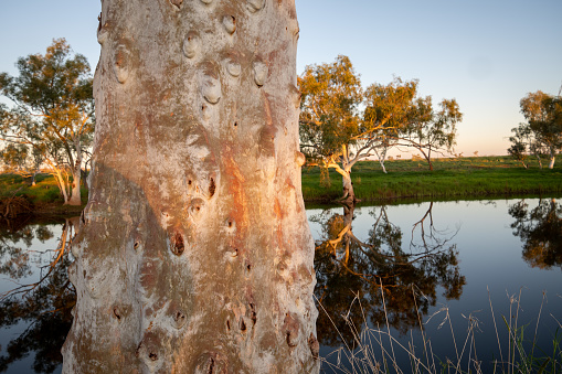 Tree trunk, Caroline River lagoon,