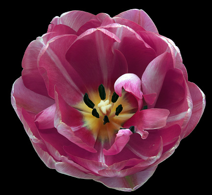 Purple   tulip flower  on black  isolated background with clipping path. Closeup. For design. Nature.