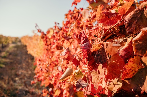 Beautiful clusters of ripening grapes in the sun. Grape plantation in the sunset light. Beautiful vine with grapes. Wine Making concept. Grape business.