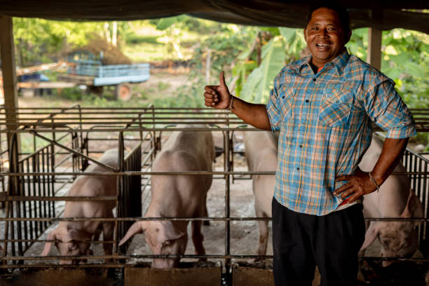 свиноводства. снимок улыбающегося азиатского фермера, стоящего в загоне для свиней в сельской местности. - farmer pig domestic pig farm стоковые фото и изображения