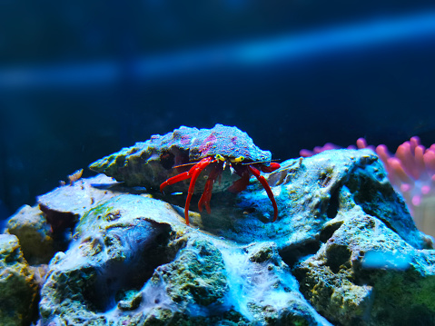 Crab on stone in a fishtank