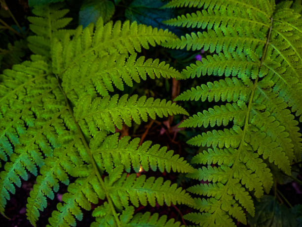 istock two green fern plant background 1409817290