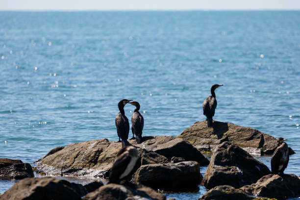 istock Great cormorants on a rock in the sea 1409817318
