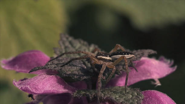 un'immagine macro del ragno seduto su un fiore con petali viola. movimento. primo piano di un piccolo insetto su un morbido fiore in fiore su sfondo di campo sfocato, paesaggio naturale. - catturare unimmagine foto e immagini stock