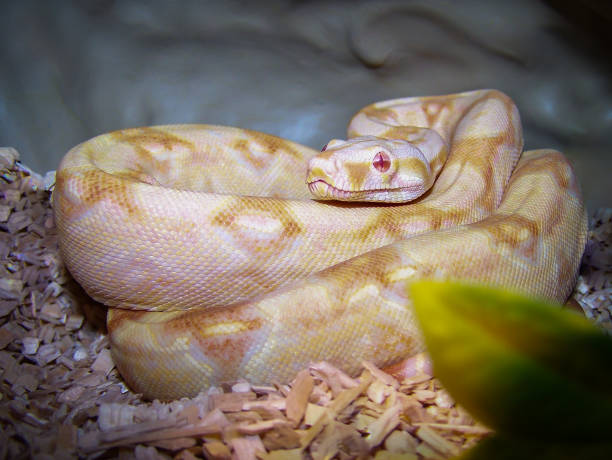 Boa constrictor Boa constrictor, Albino Boa, Schlange, Würgeschlange boa stock pictures, royalty-free photos & images